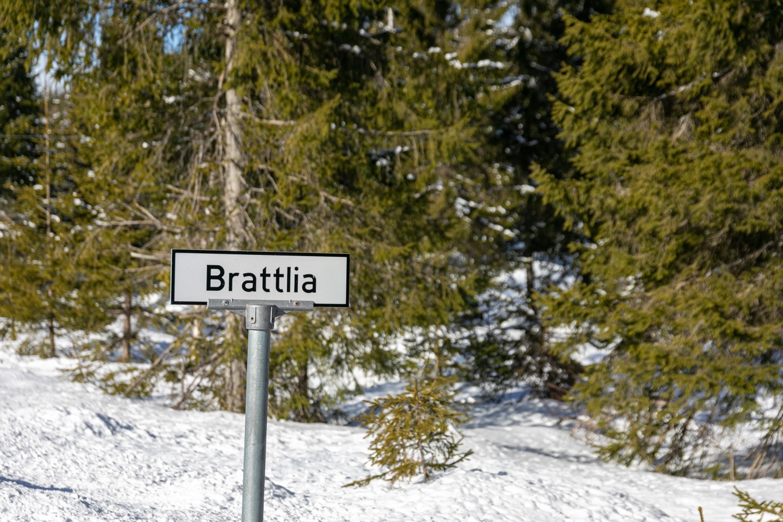 Brattlia Galleribilde
