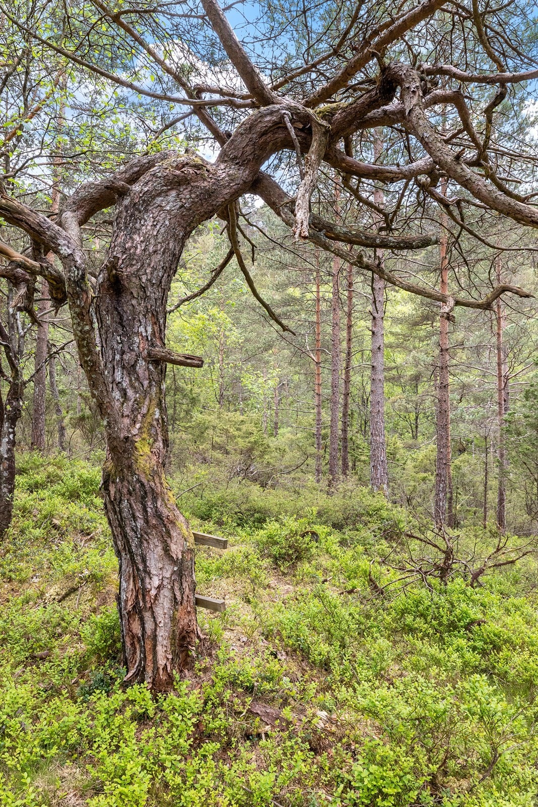 o Nærområdet byr på store muligheter for små og store! Galleribilde
