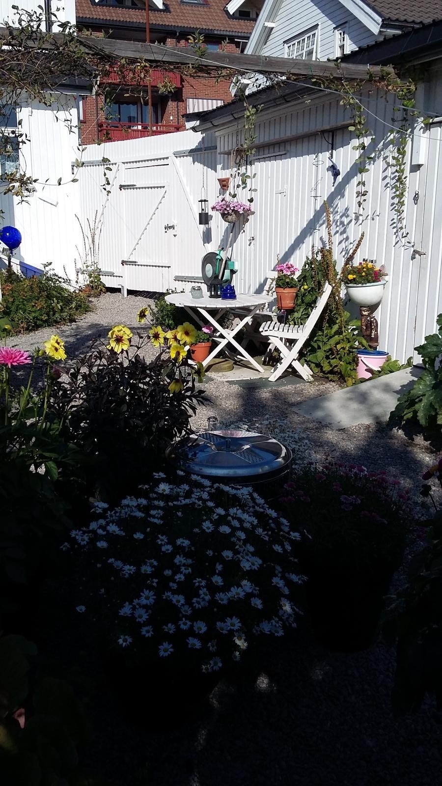 Selgers egne bilder fra hagen Galleribilde