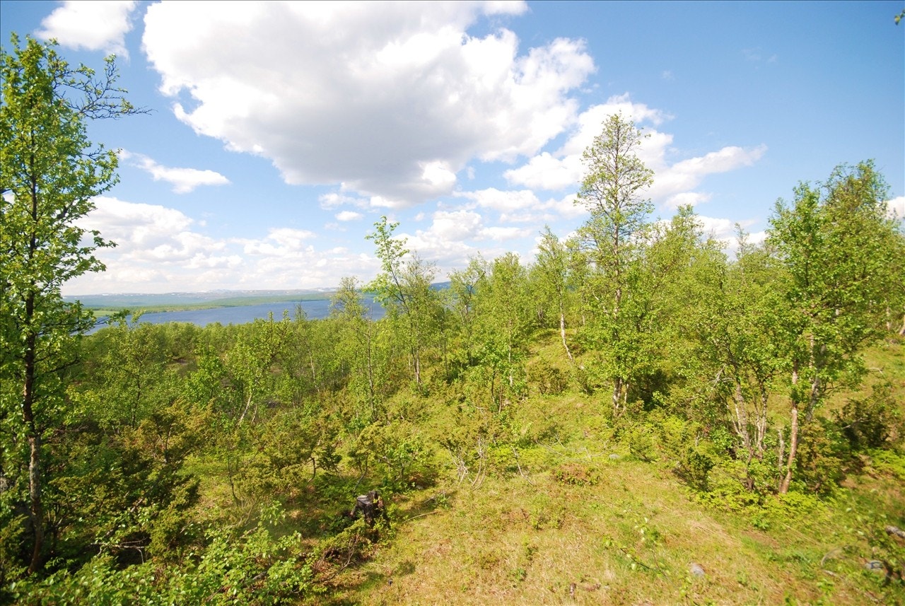 Snaufjellet er kun ca 20 min med ski fra hytten, samt skiløypene blir kjørt opp fra like utenfor hyttefeltet og går helt til Røros sine fantastiske løypenett Galleribilde