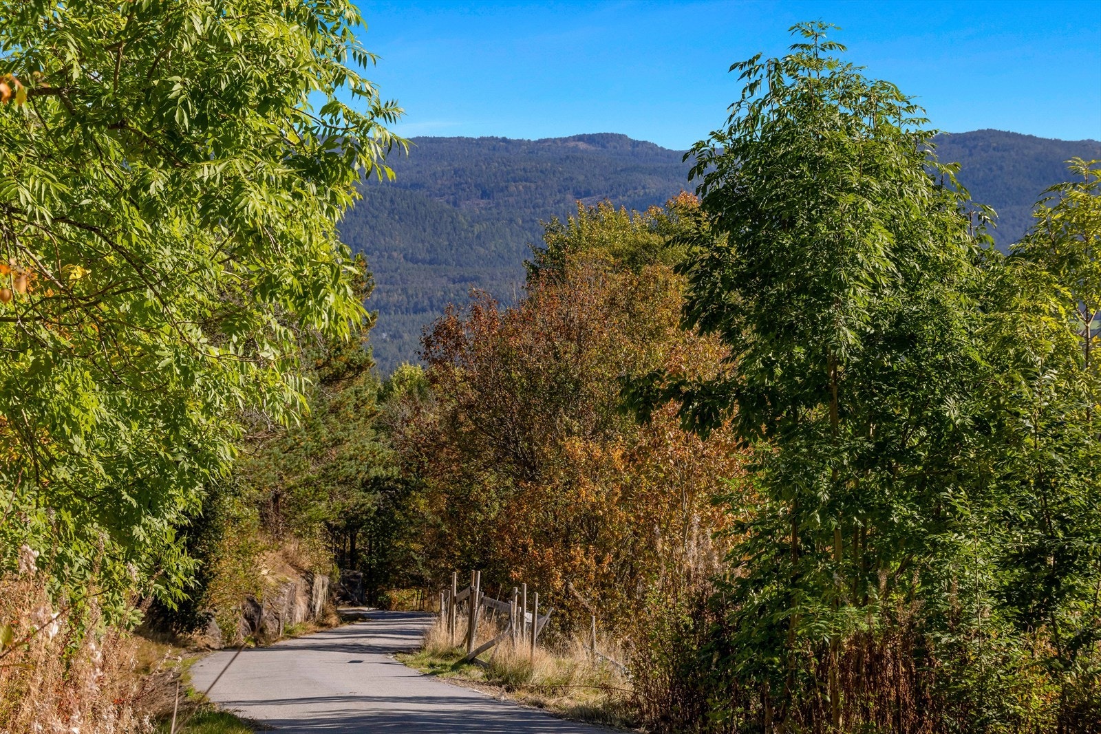 1275 daa med produktiv skog. Galleribilde