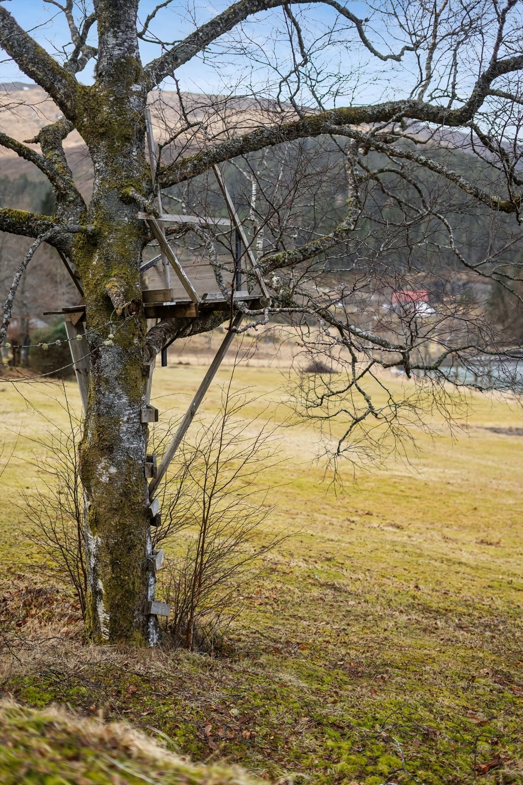 Tomta er opparbeidd med plen og naturleg vegetasjon som glir inn i landskapet. Galleribilde