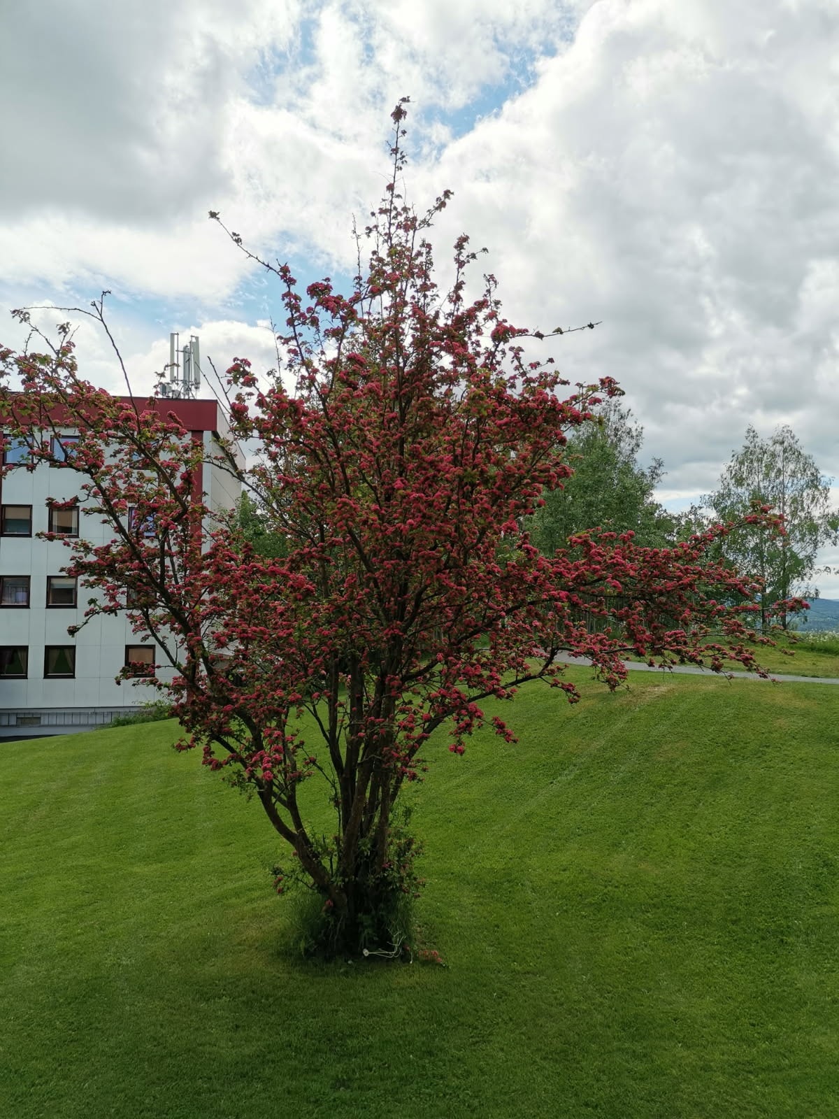 Selgers private bilde av det flotte treet utenfor boligen! Galleribilde