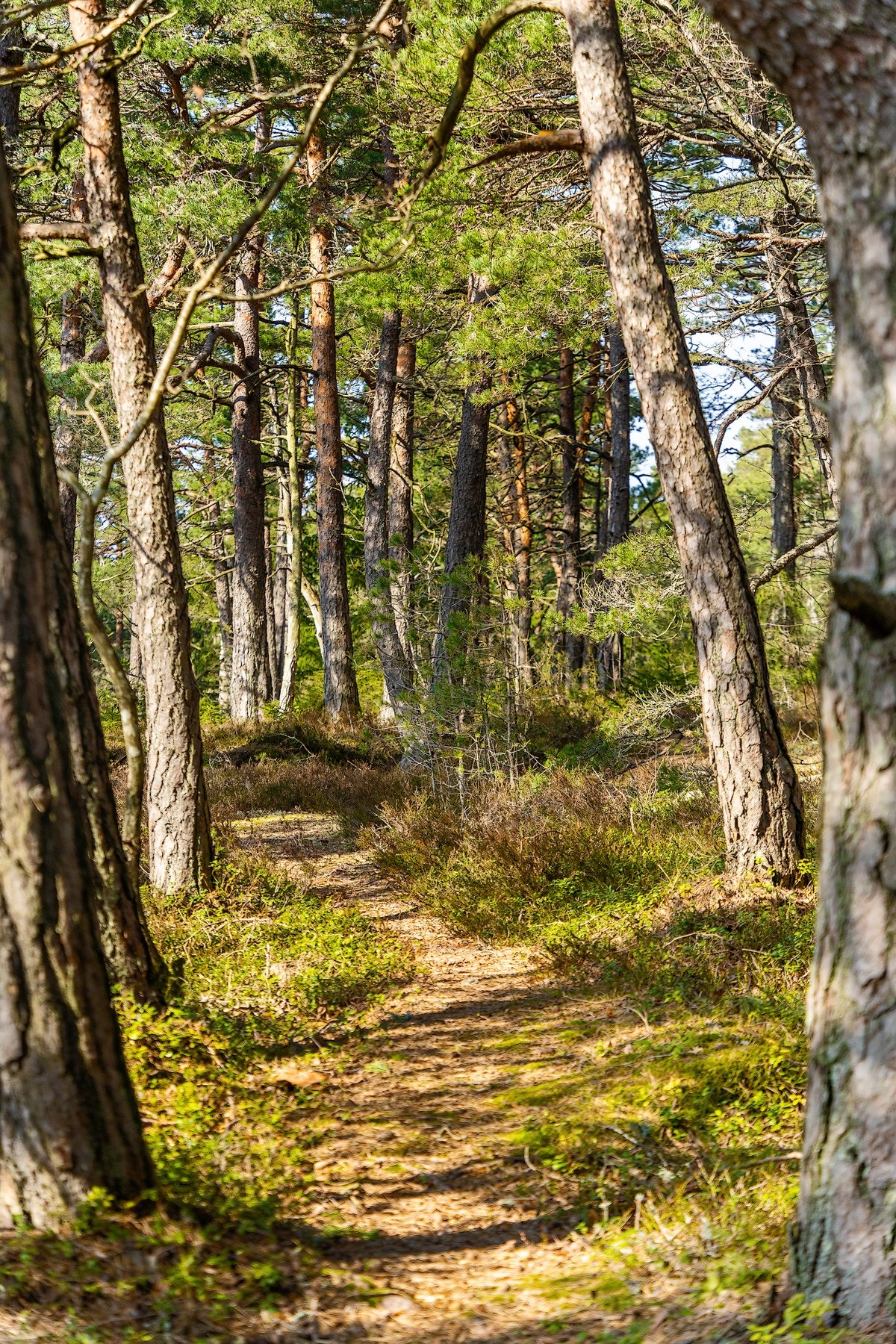 Flotte turmuligheter i området. Galleribilde