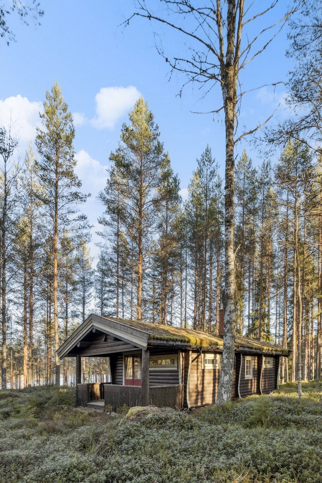 Eiendommen ligger på en naturtomt med lyng og trær. Galleribilde