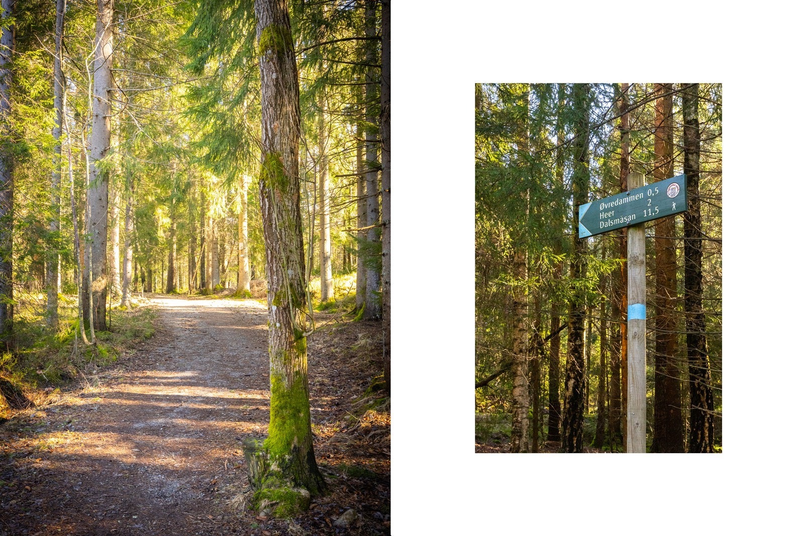 Nærområdet byr på et nettverk av turstier, perfekt for turer i skog og mark. Galleribilde