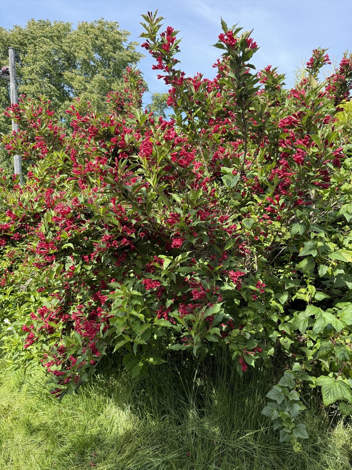 Fargerik, blomstrende busk (praktweigela). Selgers private bilde. Galleribilde