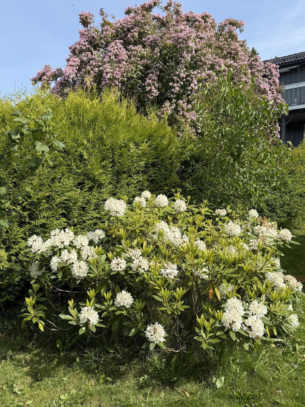 Rik blomstring i hagen med hvit rhododendron i forgrunnen og blomstrende prydtre, et stemningsfullt uterom. Selgers private bilde. Galleribilde