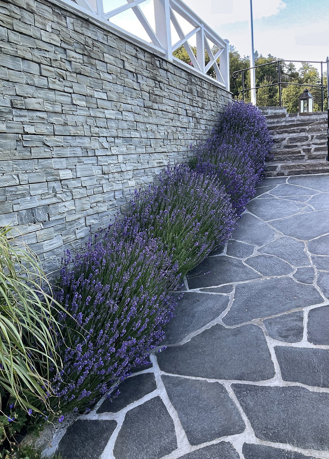 Stien til terrassen er nydelig beplantet med lavendel Galleribilde