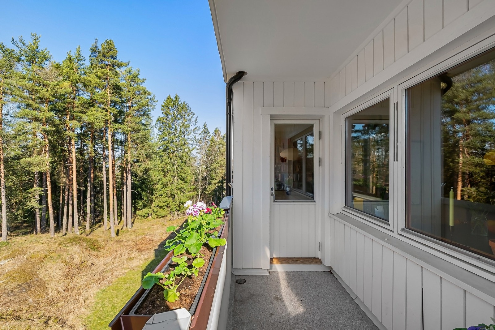 Utsikt fra egen balkong mot skogholt. Galleribilde
