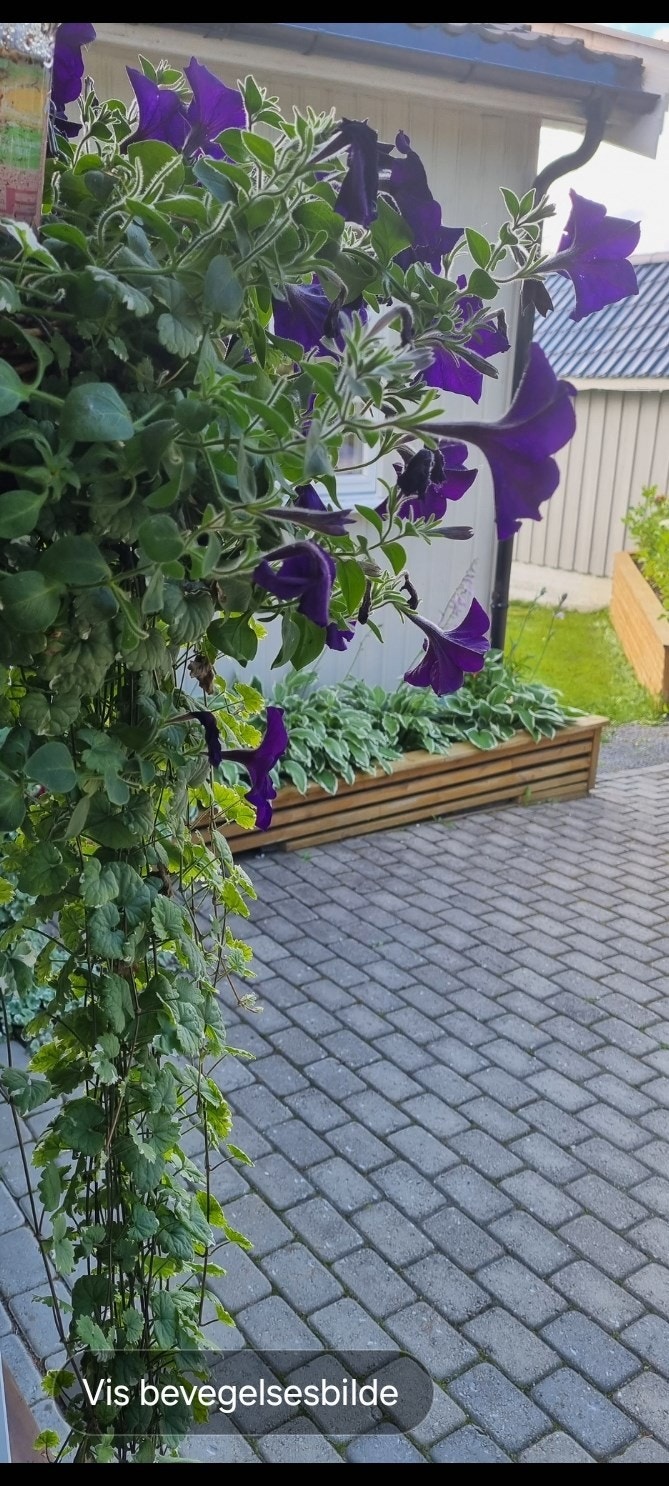 Private bilder Galleribilde