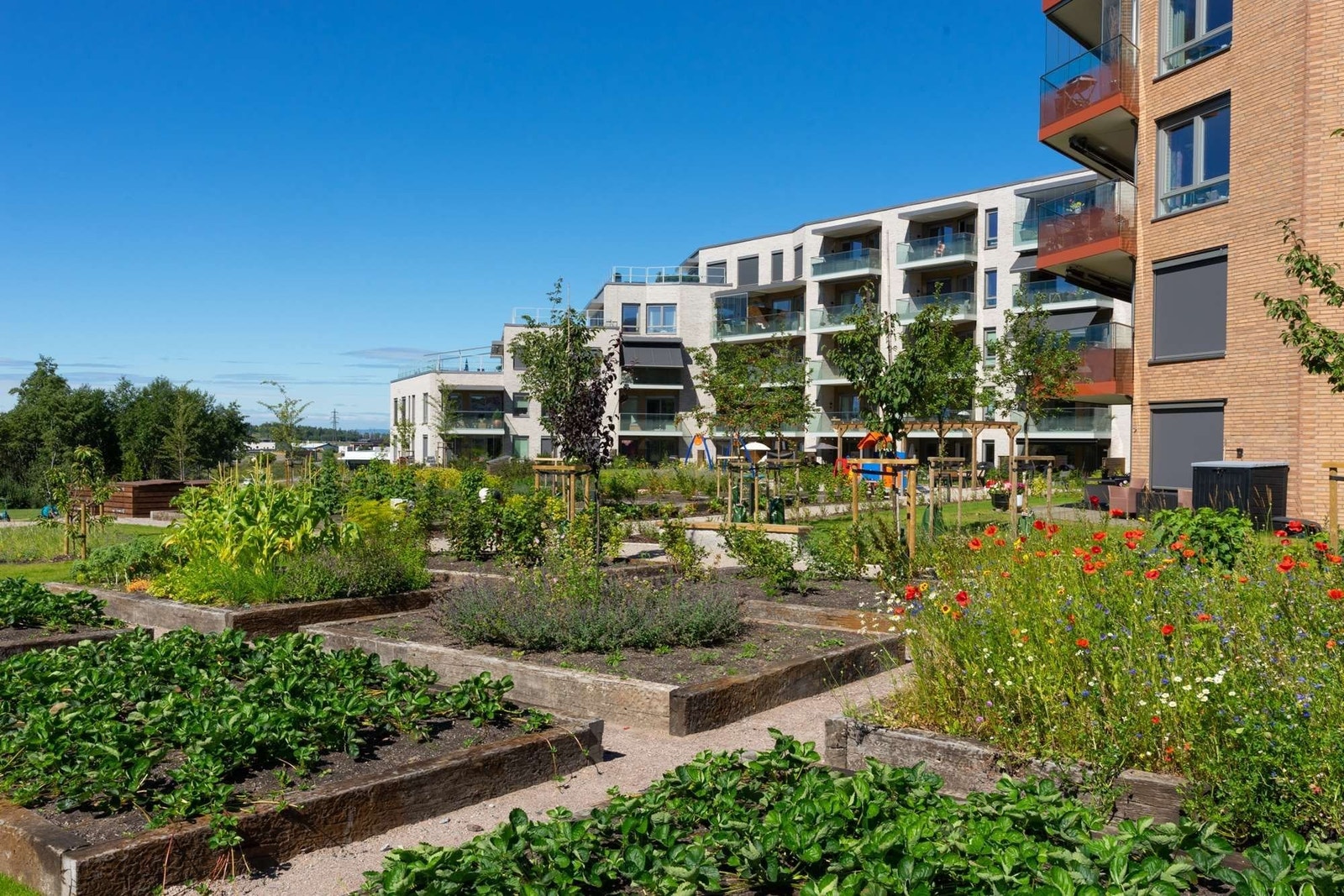 Her kan du plukke med deg friske jordbær rett utenfor balkongen. Foto: Selvaag Galleribilde