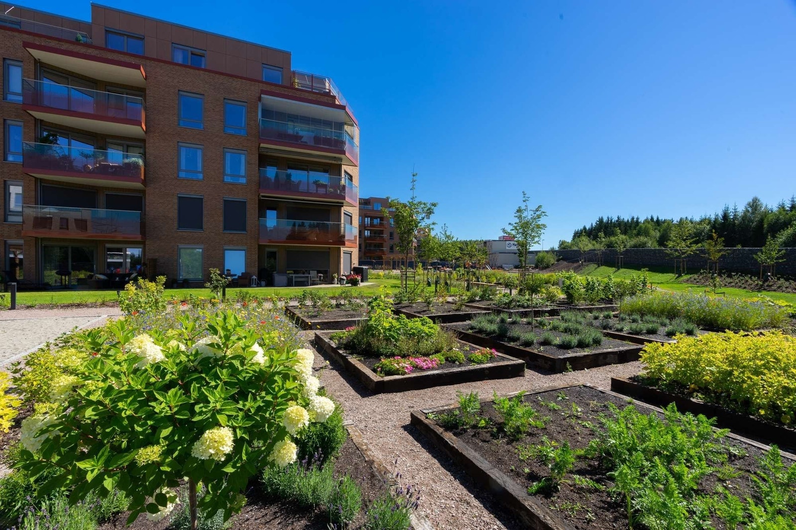 Om sommeren finner du et stort utvalg grønnsaker, bær og urter langs hele felleshagen. Foto: Selvaag Galleribilde