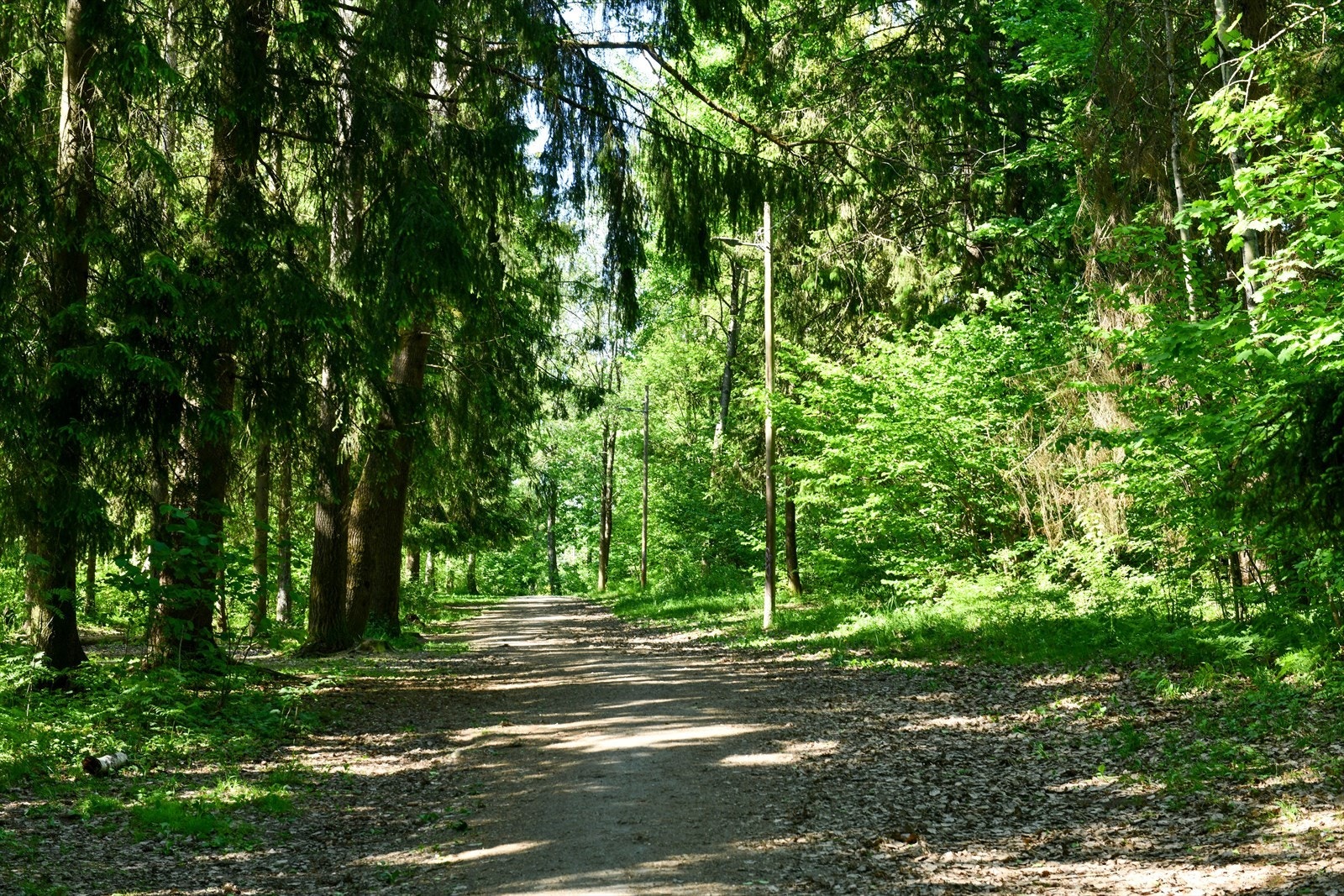 Fra eiendommen kan man gå rett ut i Nordseterskogen med flotte turmuligheter Galleribilde