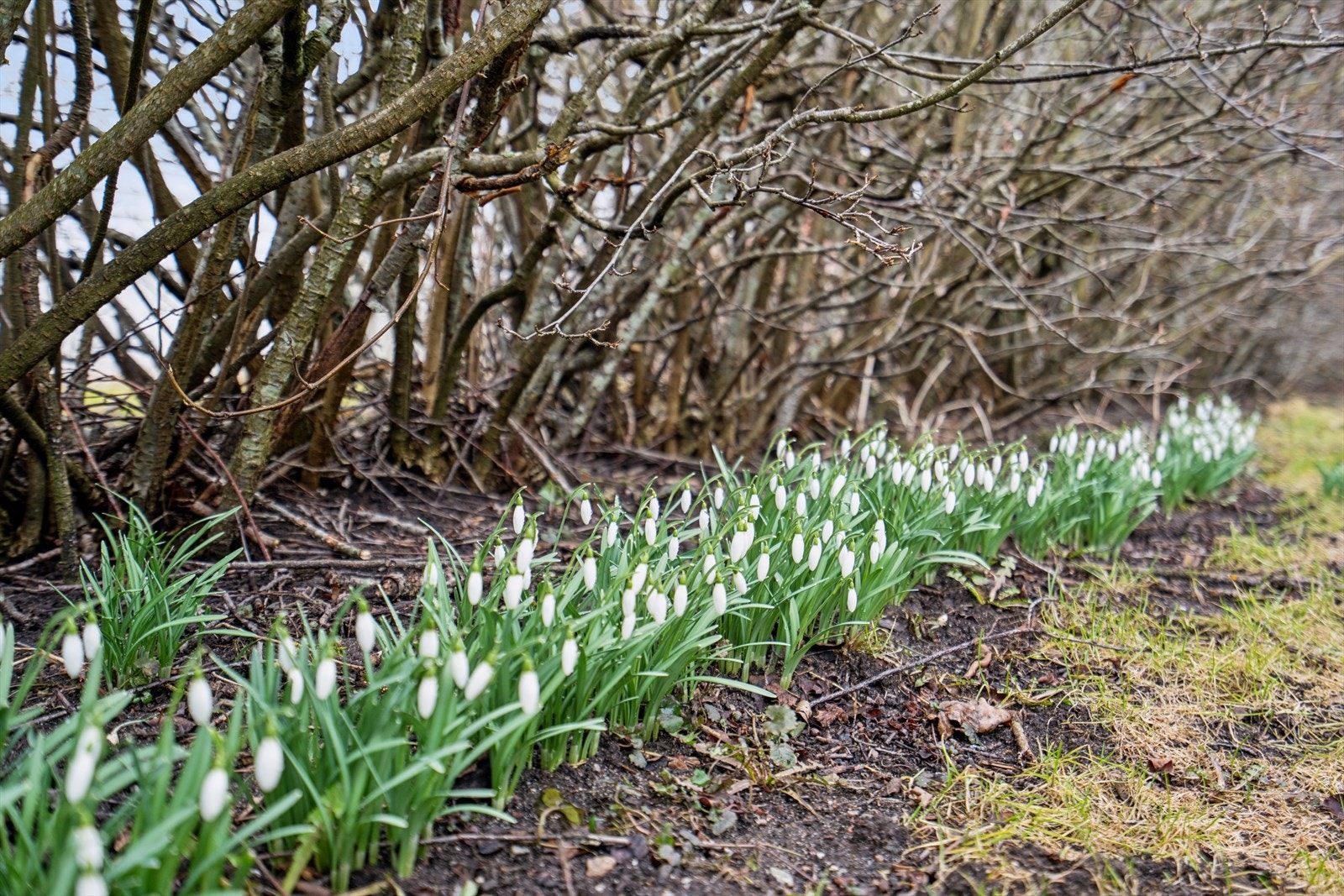 Hagens beplantning gir en fin ramme rundt eiendommen. Galleribilde