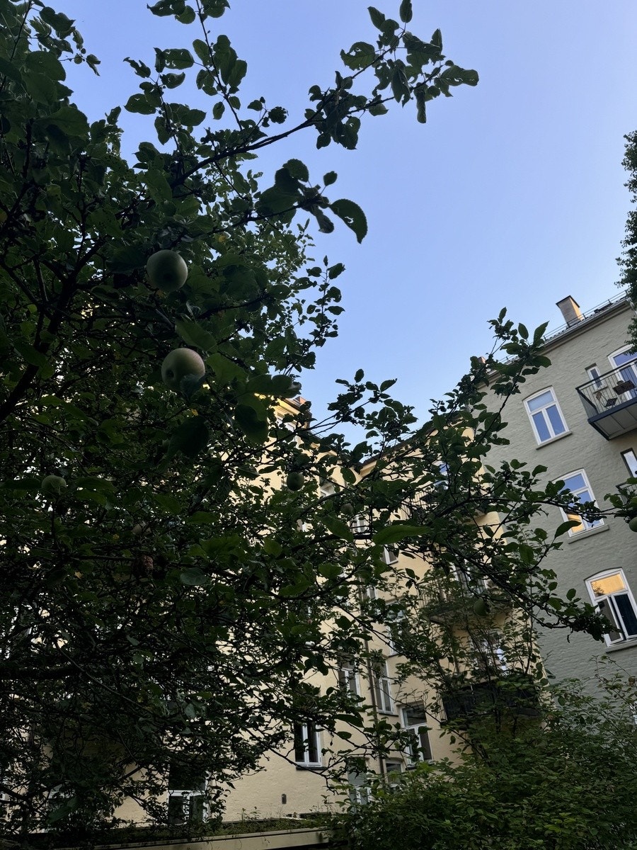 Bakgården har til og med epler! Galleribilde