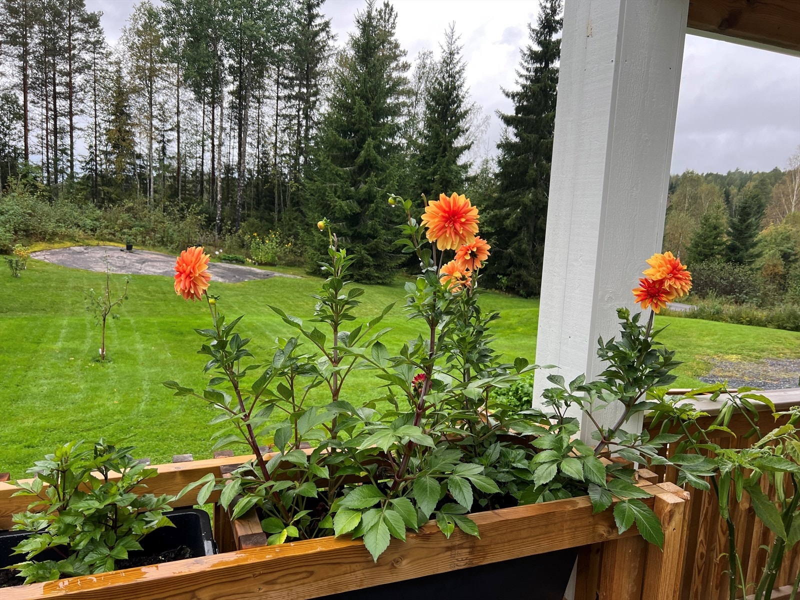 Selgers eget sommerbilde. Galleribilde