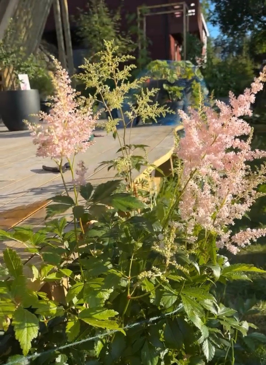 Bilder fra hagen - selgers sommerbilde. Galleribilde