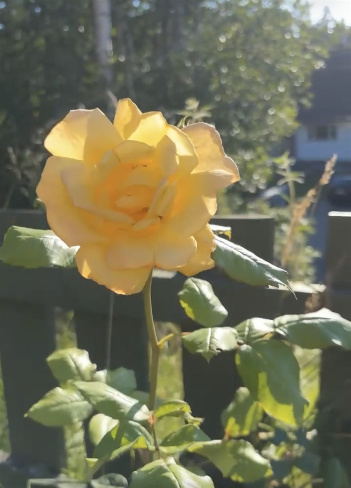 Bilder fra hagen - selgers sommerbilde. Galleribilde