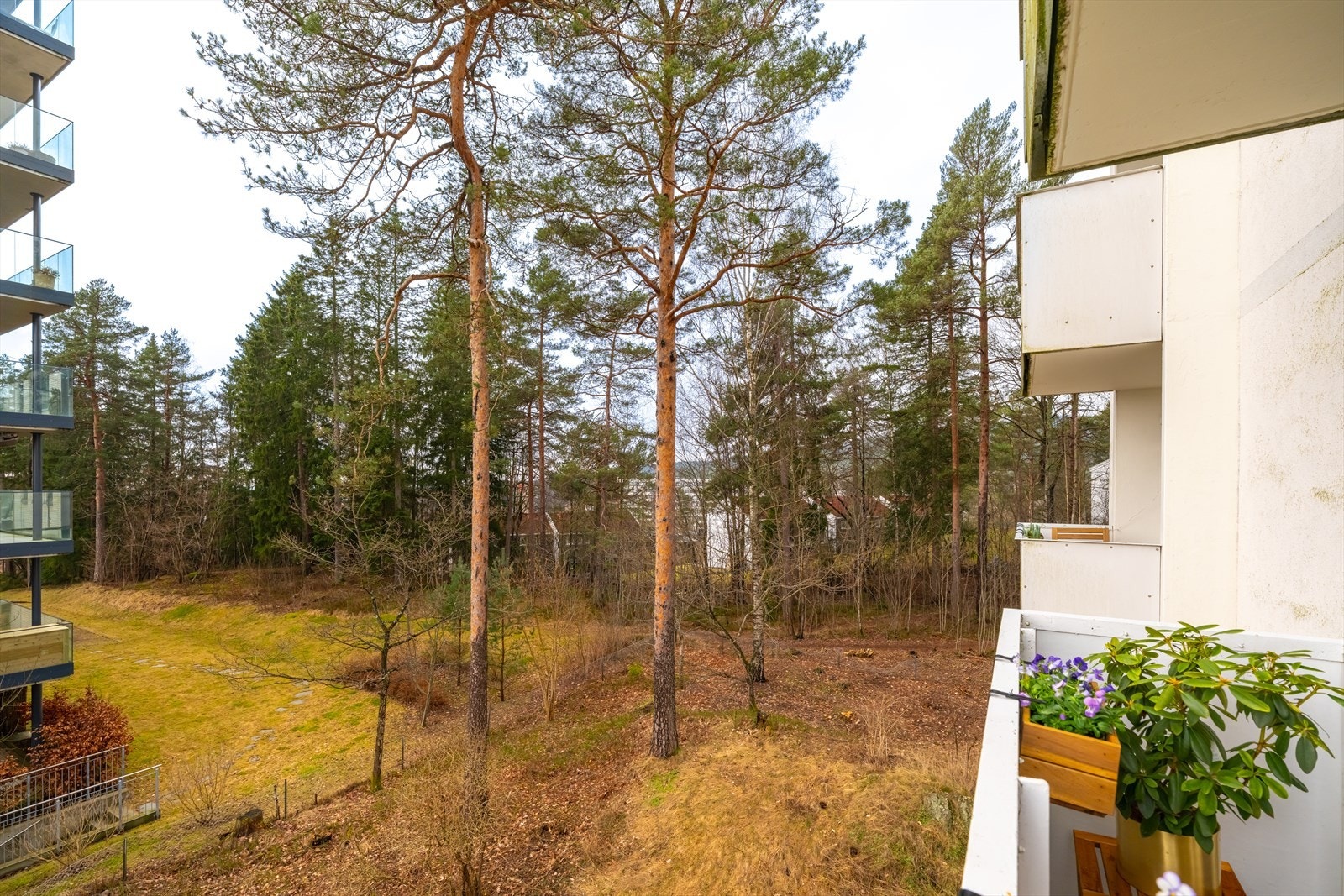 Bak huset er det et hyggelig skogholt, eneste man hører er skogens rop Galleribilde