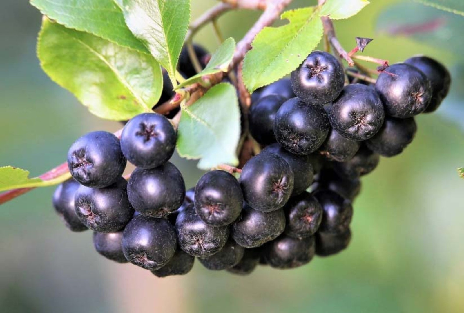 Aronia/svartsurbær i egen hage. Galleribilde