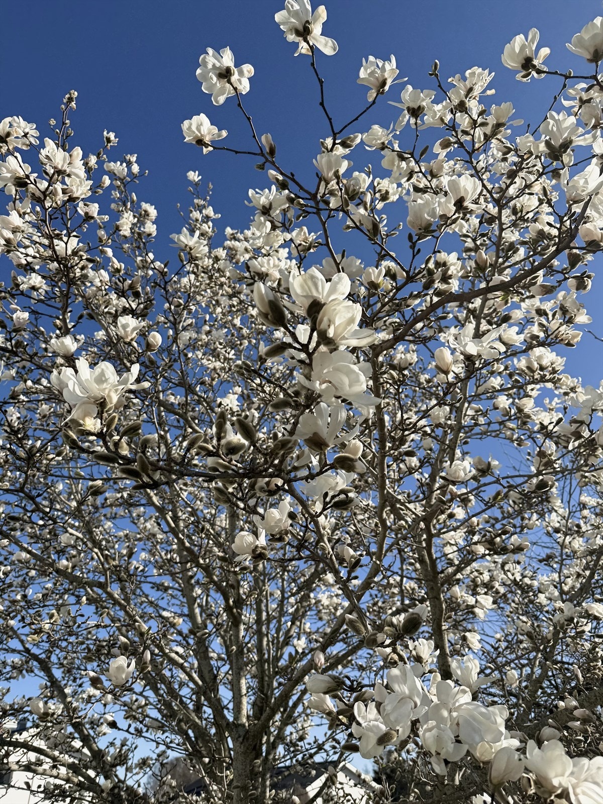Magnoliatreet i full blomst. Galleribilde