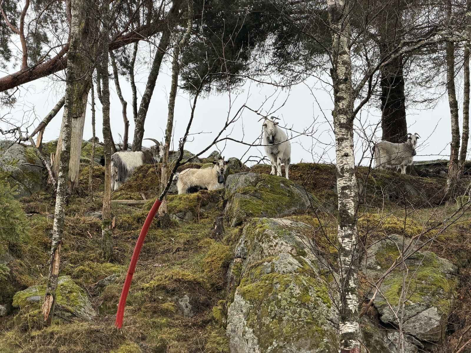 Det følger med 4 geiter i salget. Kjøper må selv avklare eventuelle offentlige krav som kan gjelde for dyrehold. Det må registreres eierskifte hos Mattilsynet. Galleribilde