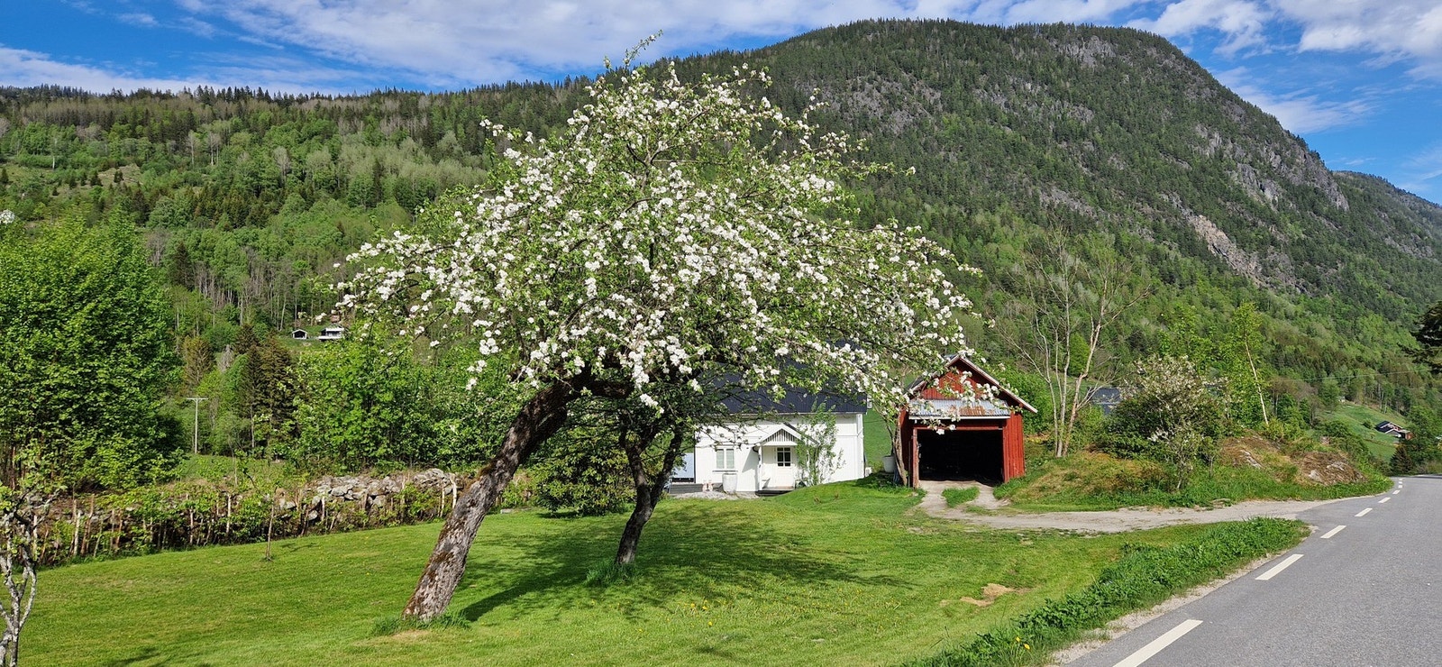 Tomten er opparbeidet med plen, uteplasser og beplantning (Selgers bilde) Galleribilde