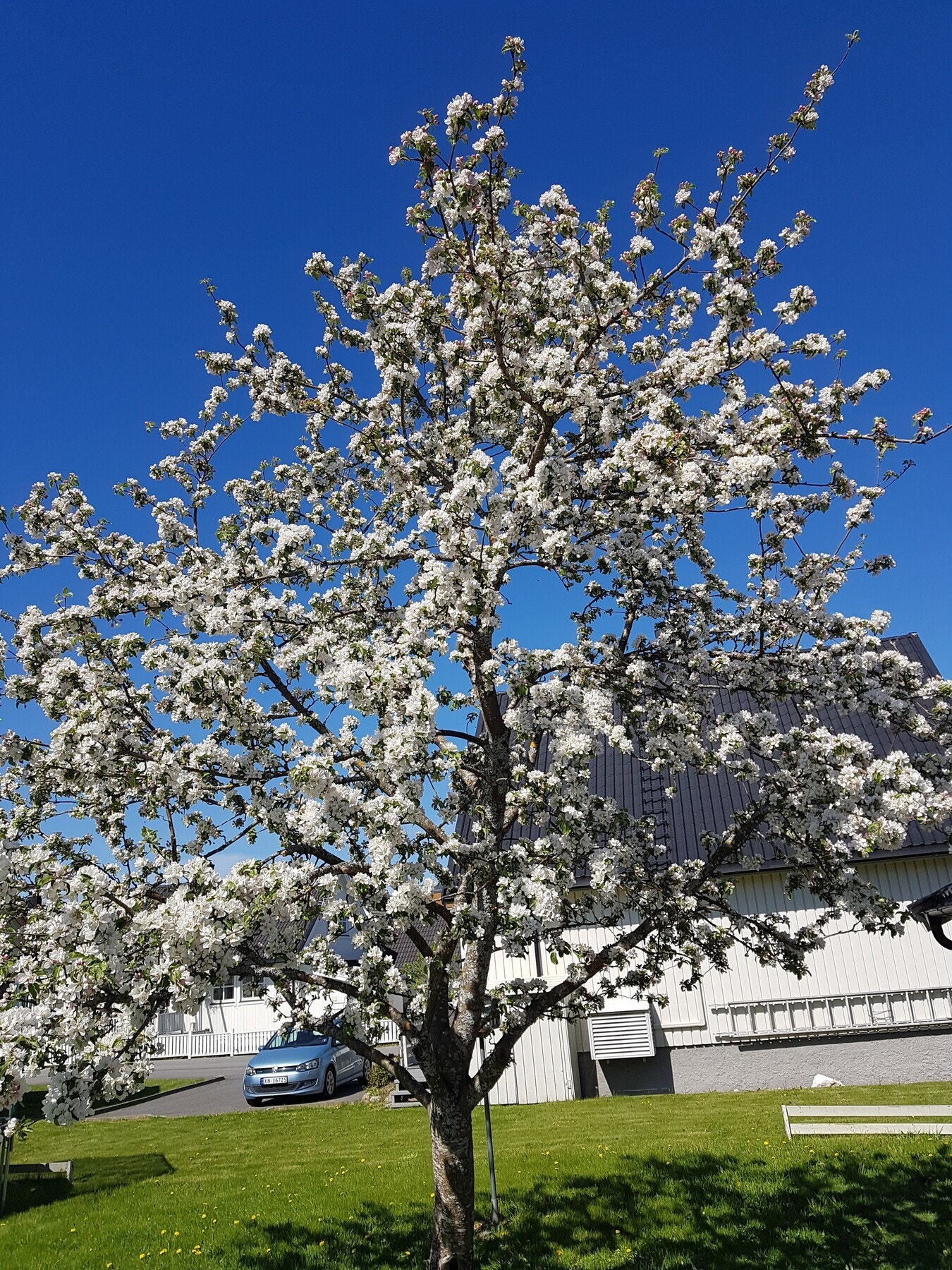 Selgers bilde av epletre i hagen. Galleribilde
