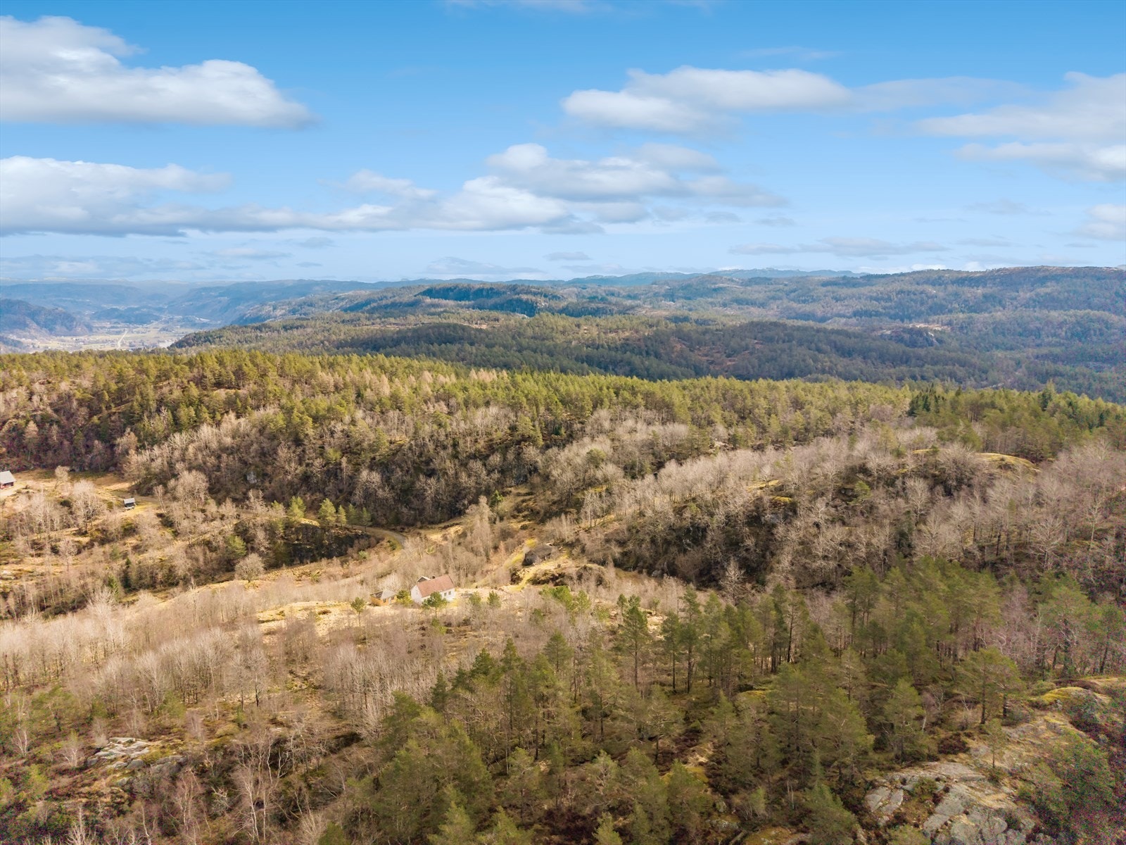 Fin skog og jaktterreng Galleribilde