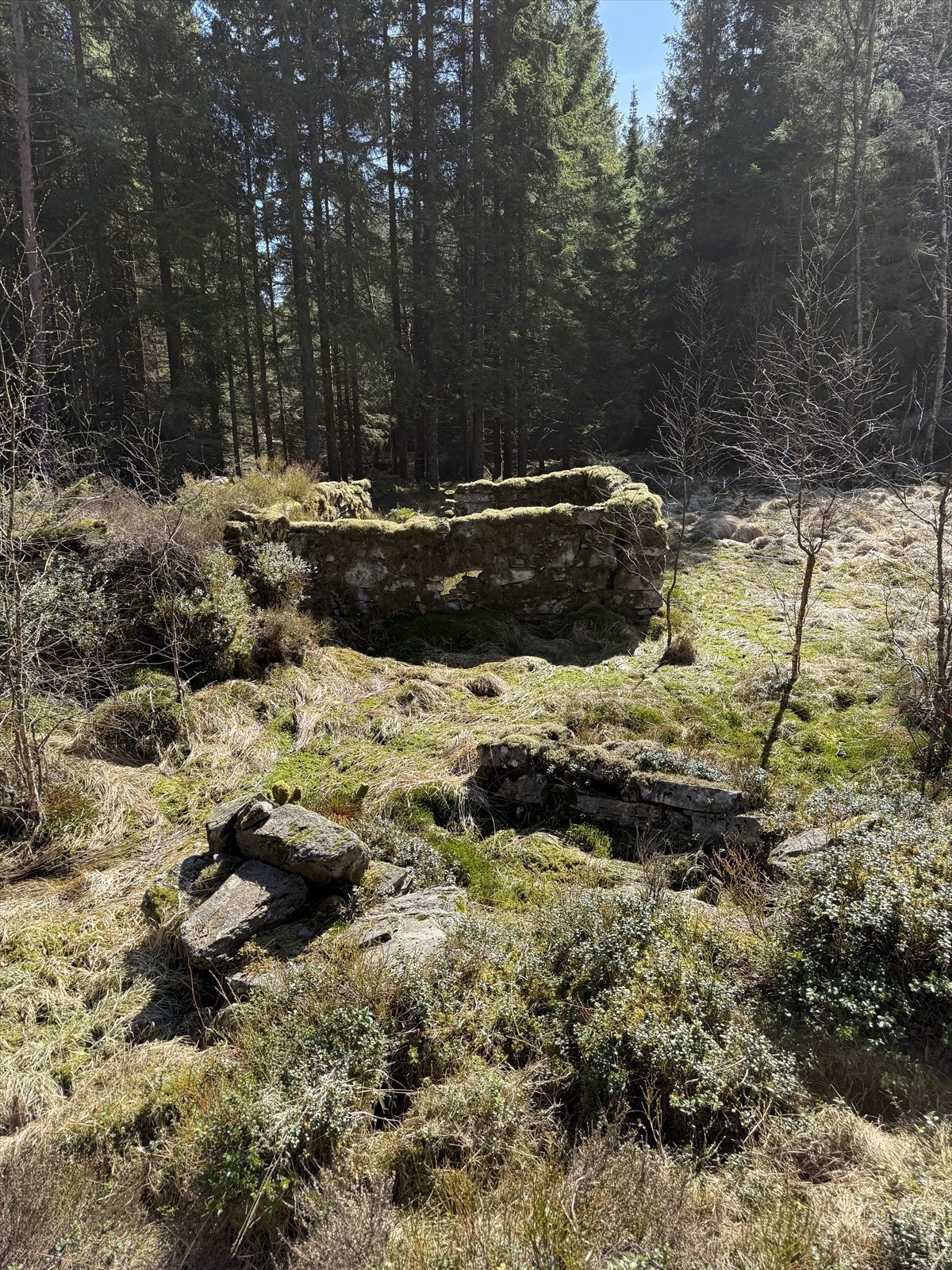 Det er vernet To tufter, geil og omringende steingjerde rundt en liten myr. Galleribilde
