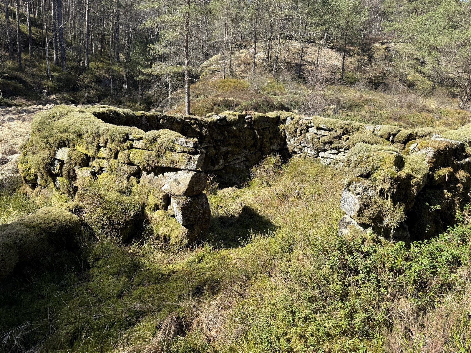 Det er vernet To tufter, geil og omringende steingjerde rundt en liten myr. Galleribilde