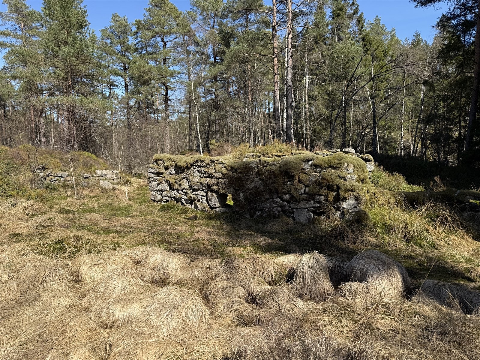 Det er vernet To tufter, geil og omringende steingjerde rundt en liten myr. Galleribilde
