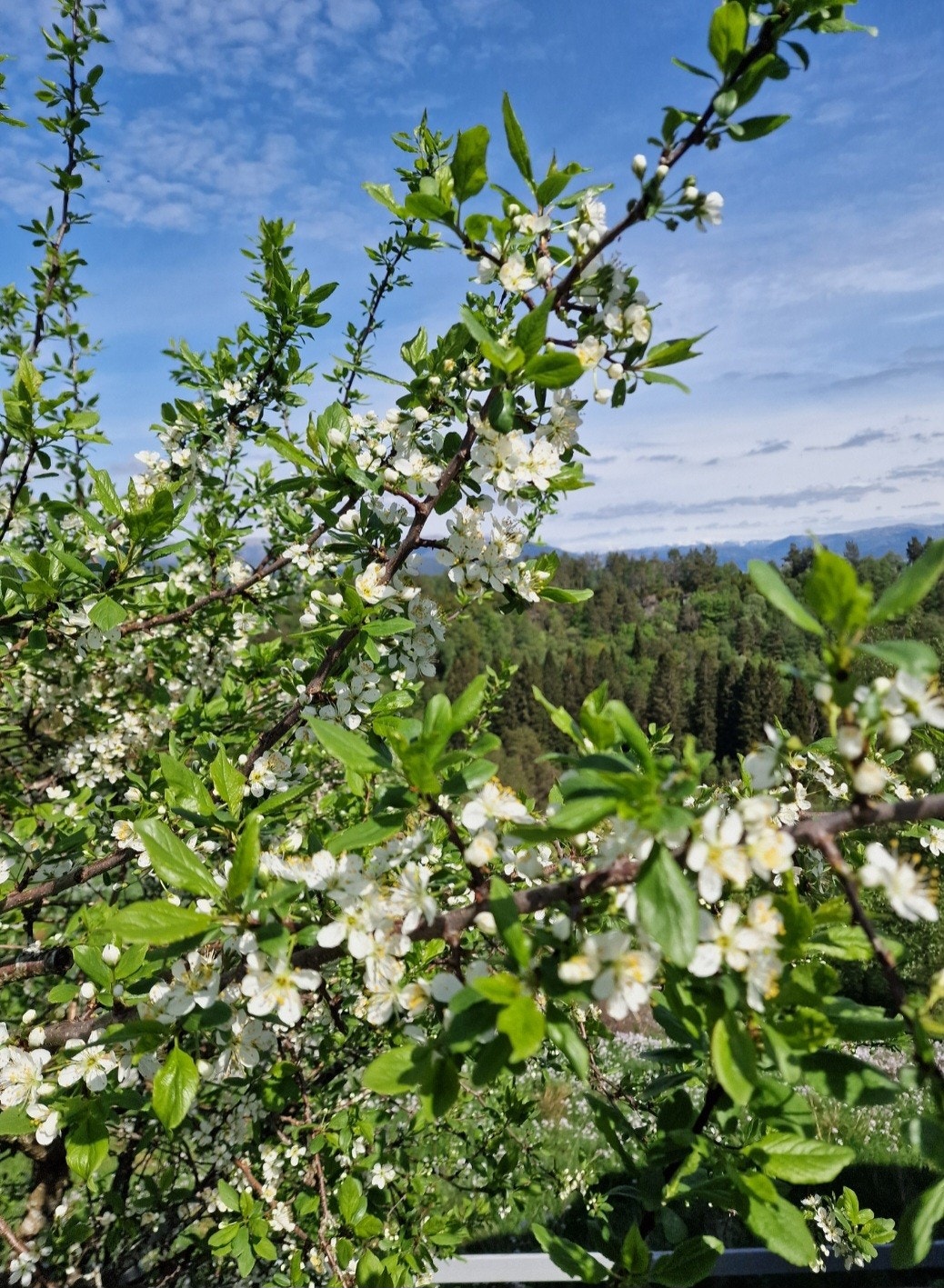 Hagen er i full blomst på sommeren. Galleribilde