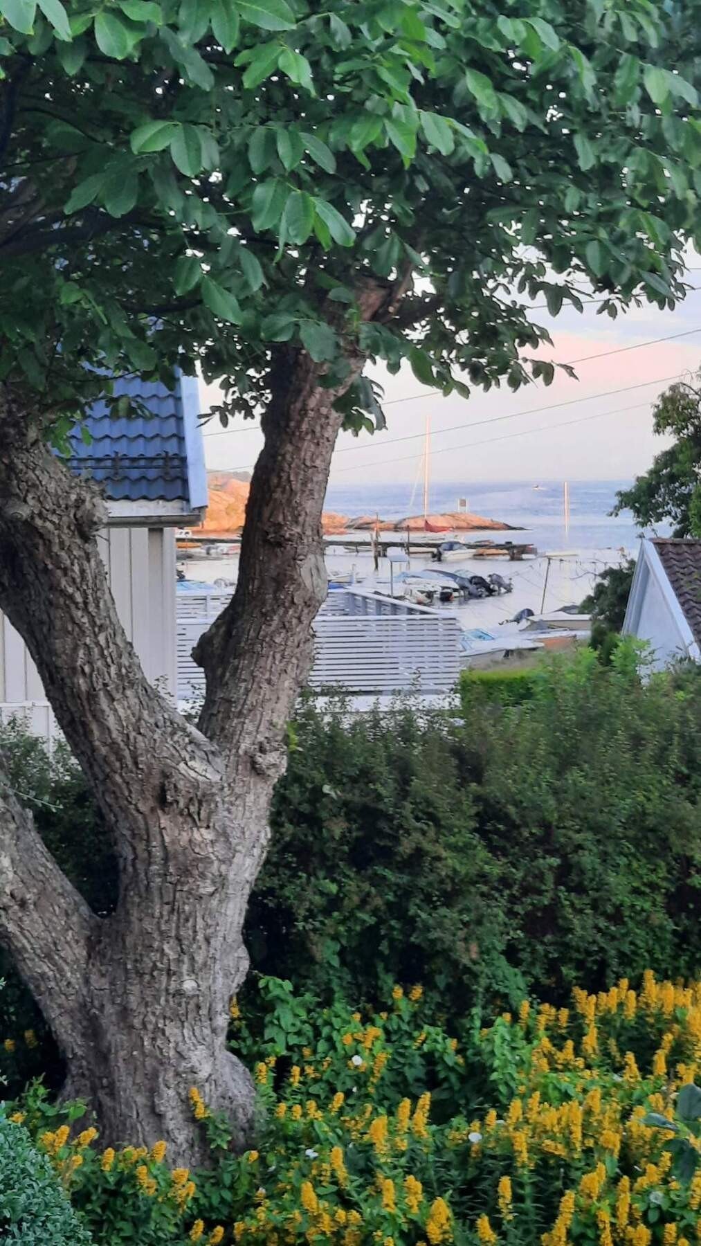 Sommerstemning - foto utlånt av eier Galleribilde