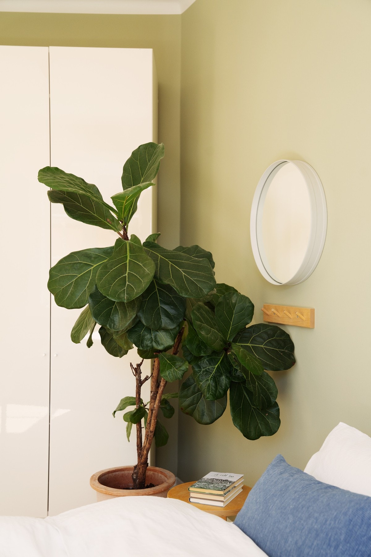 I serien "Grønne planter" kliner vi i dag til med denne sterke kandidaten. Galleribilde