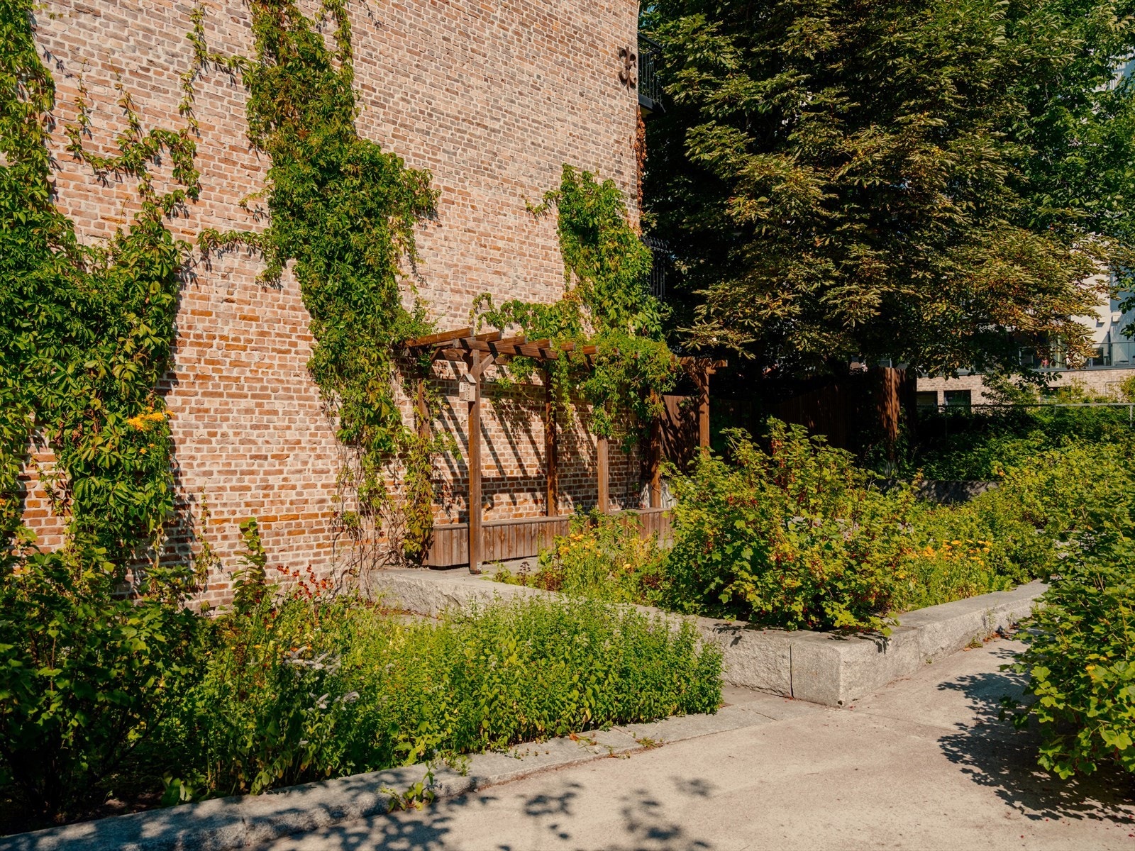 Fantastiske klatreplanter preger gården, og skifter farge etter årstiden. Galleribilde