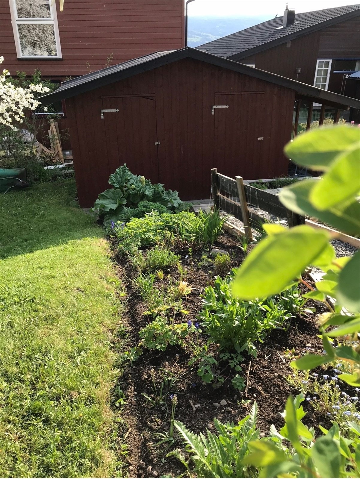 Selgers bilde av beplantning i hagen. Galleribilde