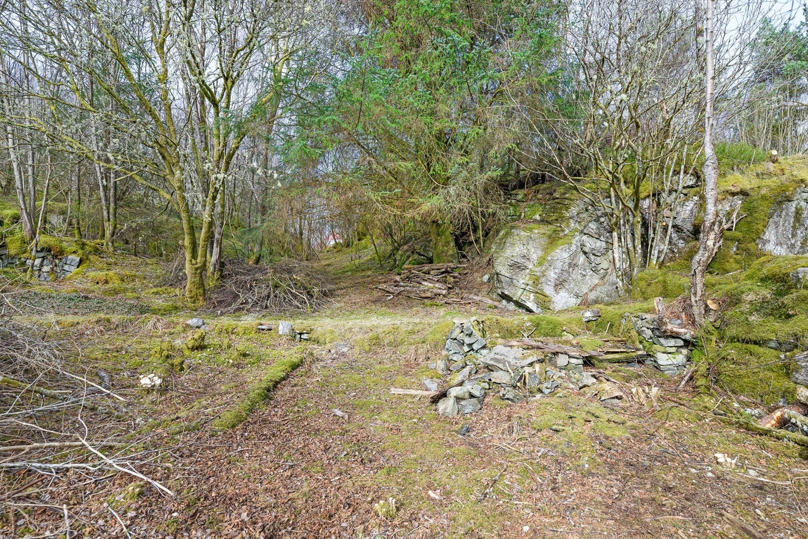 Detalj fra naturen på eiendommen. Galleribilde