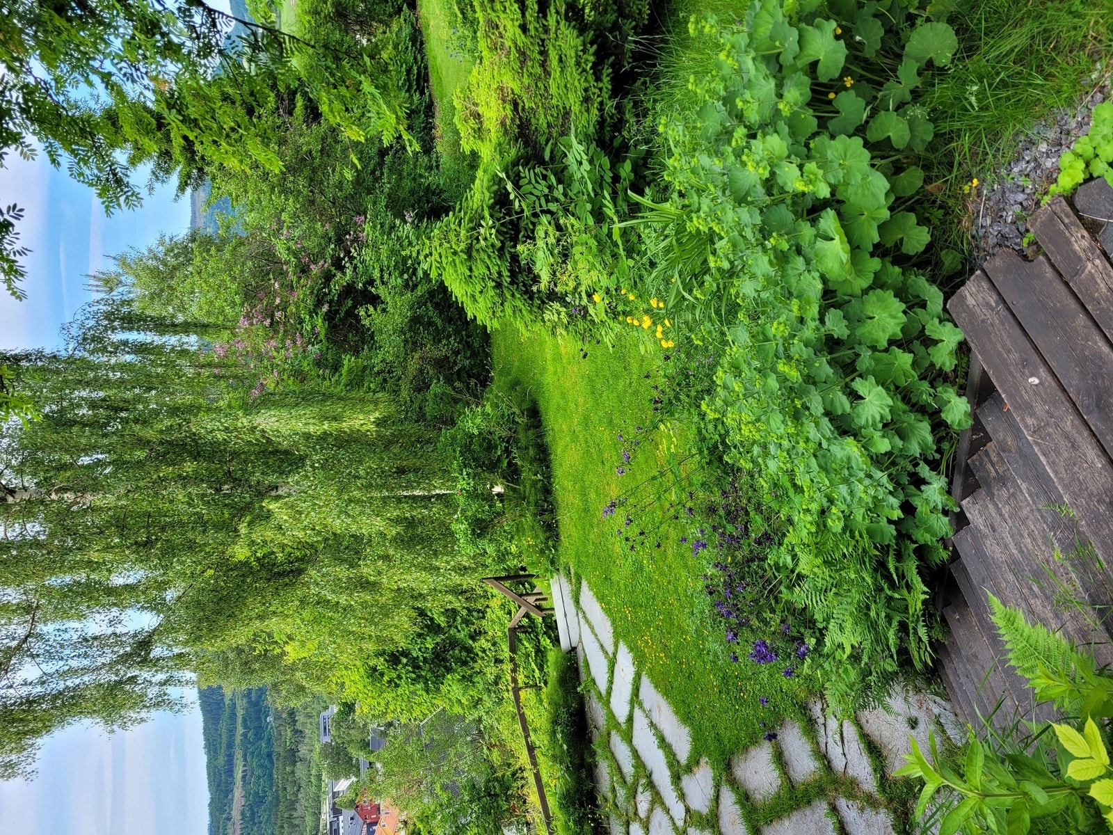 Frodig og opparbeidet tomt på over 2 mål, skrånende og delvis planert, med variert beplantning Galleribilde