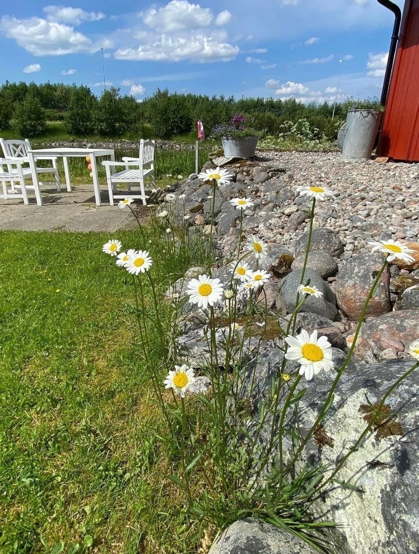 Sommerstemning Galleribilde