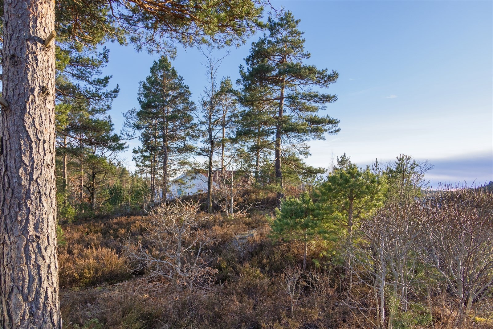 Tomten er relativt flat og lett og bygge på! Galleribilde