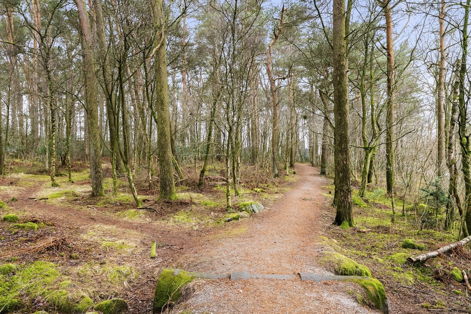 Ormaskogen Galleribilde