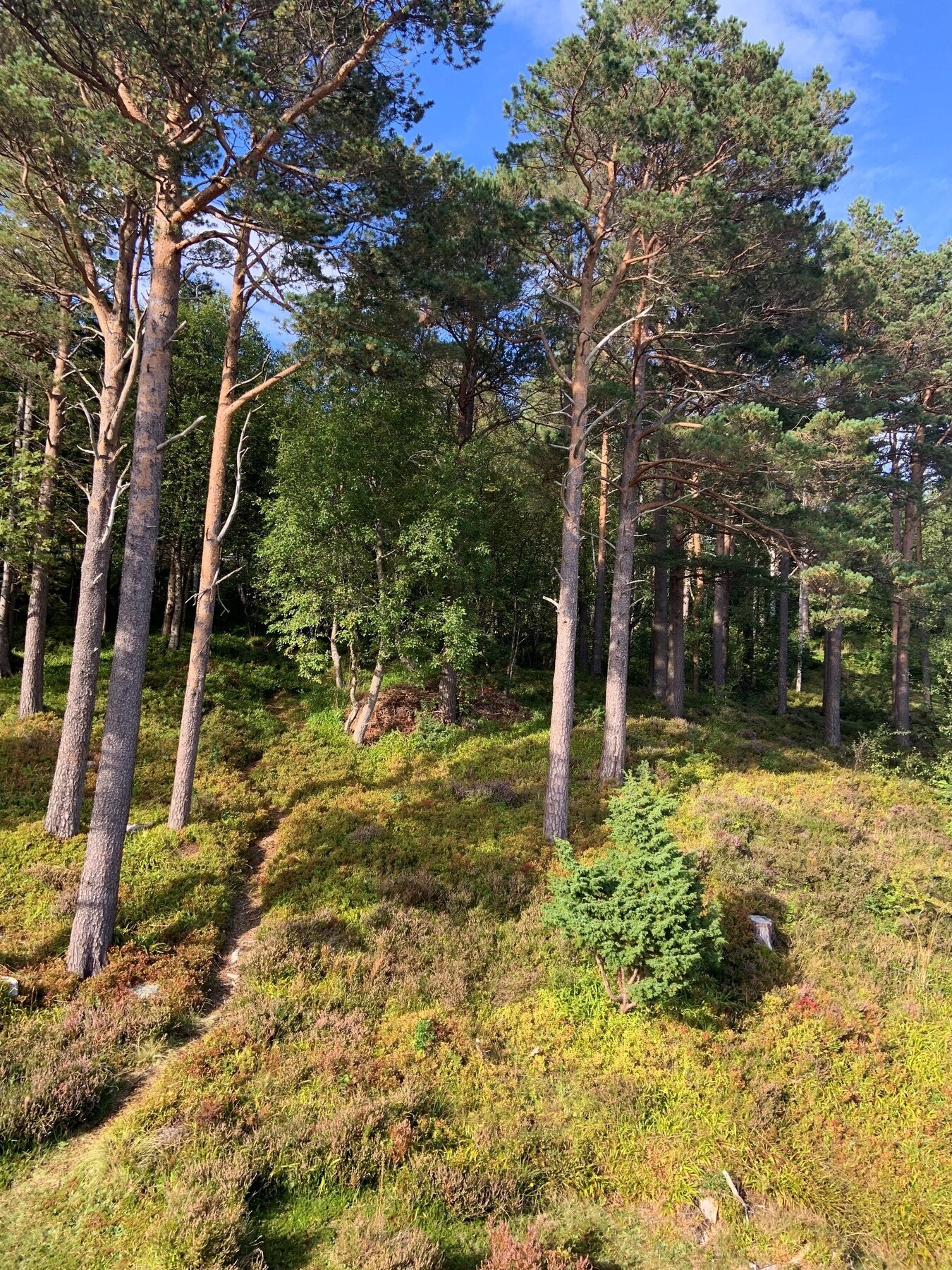 Selgers private foto. Mange koselige stier i fjellet bak eiendommen. Galleribilde