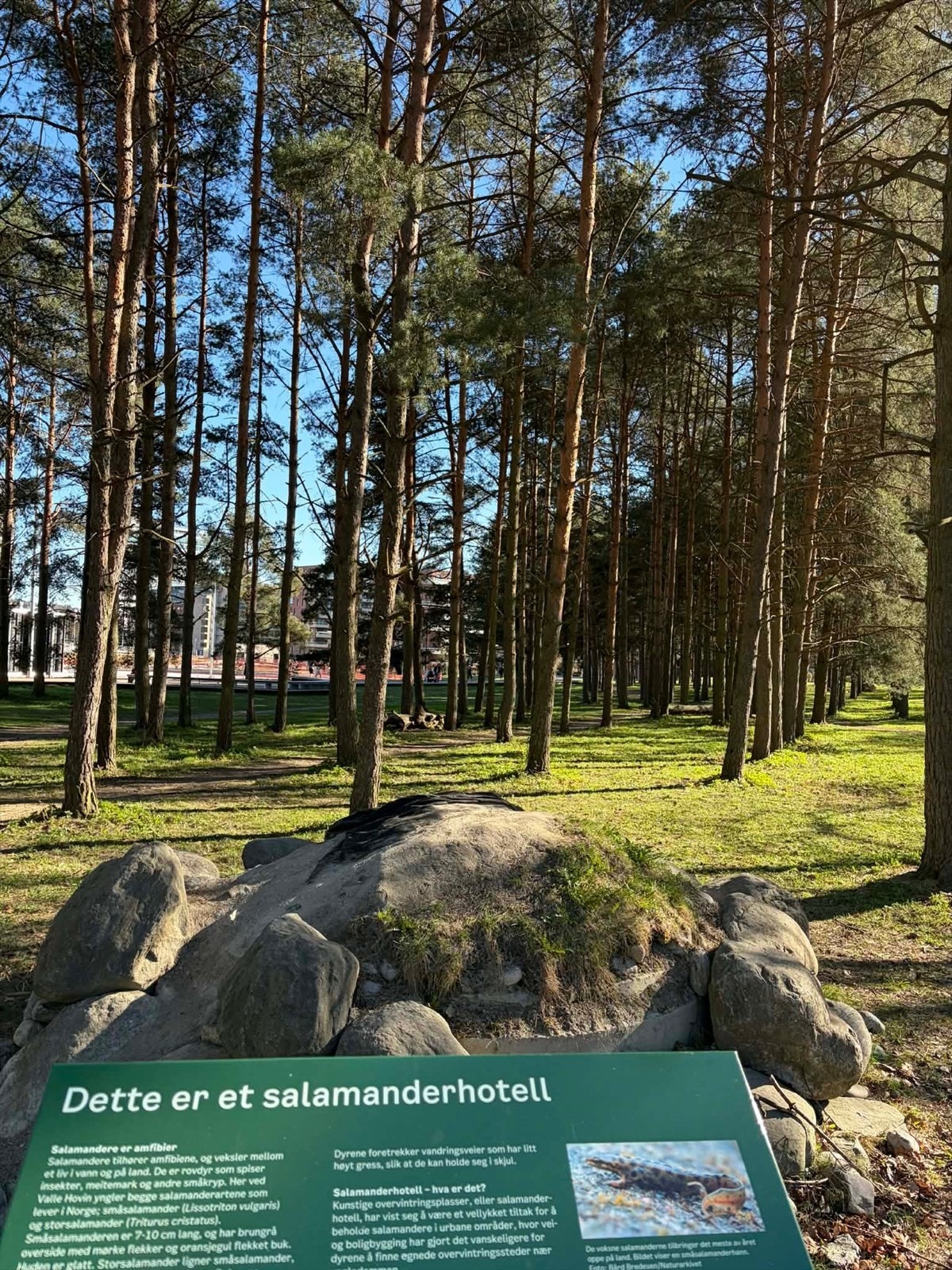 Salamanderskogen rett uten for blokken. Galleribilde
