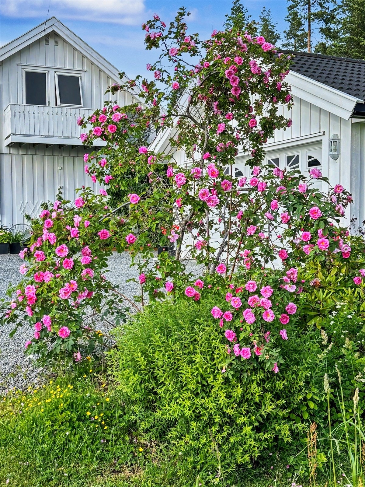 Eiendommen er frodig og velstelt, med gruset gårdsplass og blomstrende busker. Galleribilde