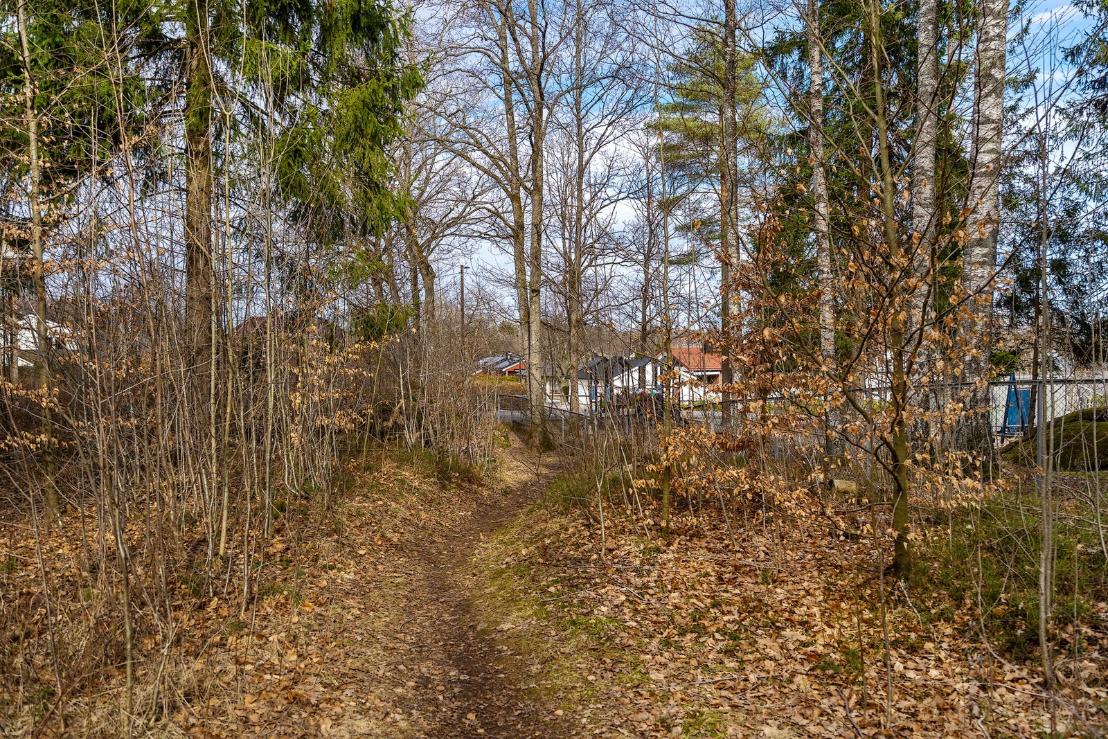 Milevis med sti i skogen - Perfekt for den turglade Galleribilde