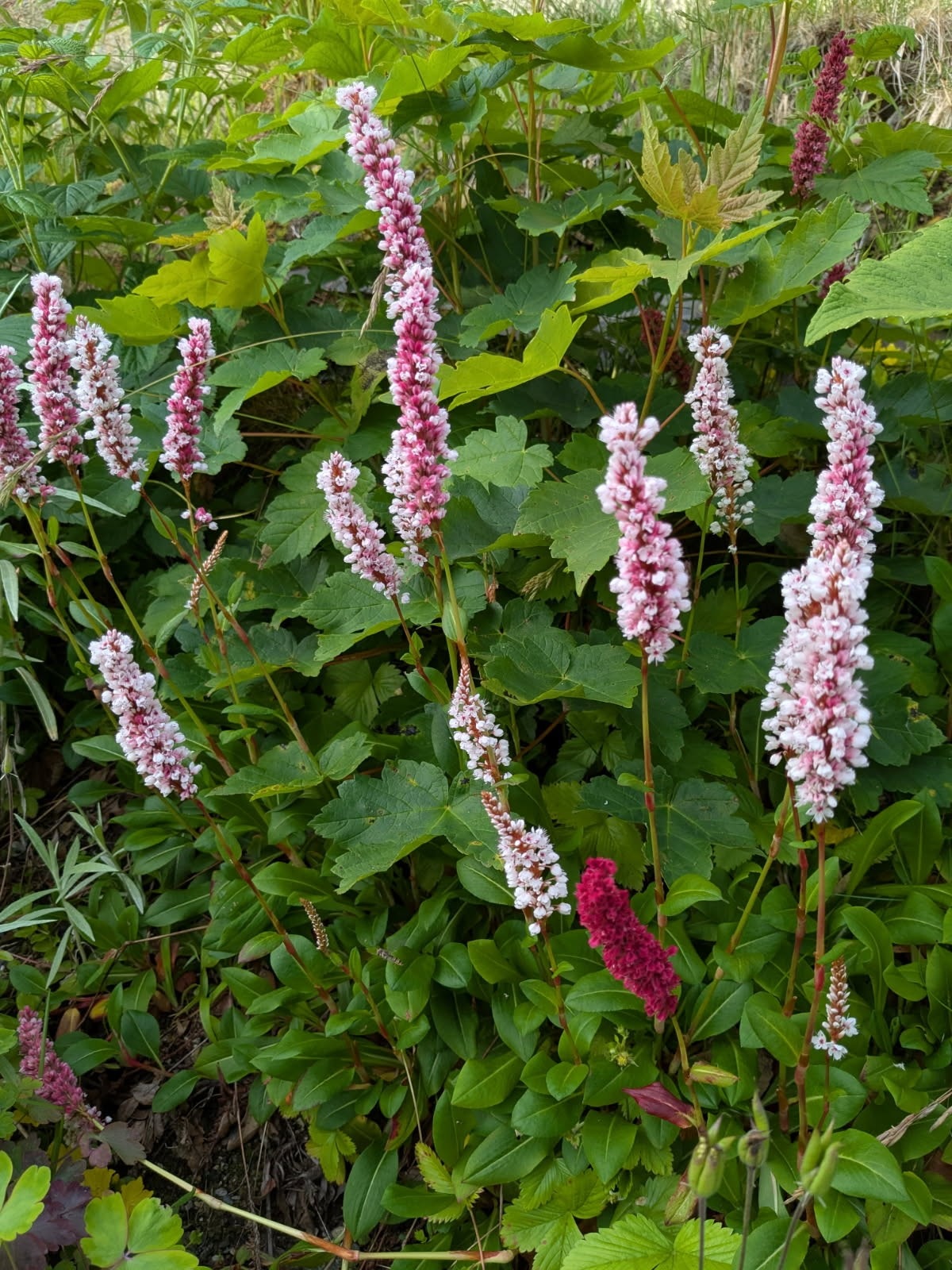 Selgers egne bilder en fin sommerdag. Galleribilde