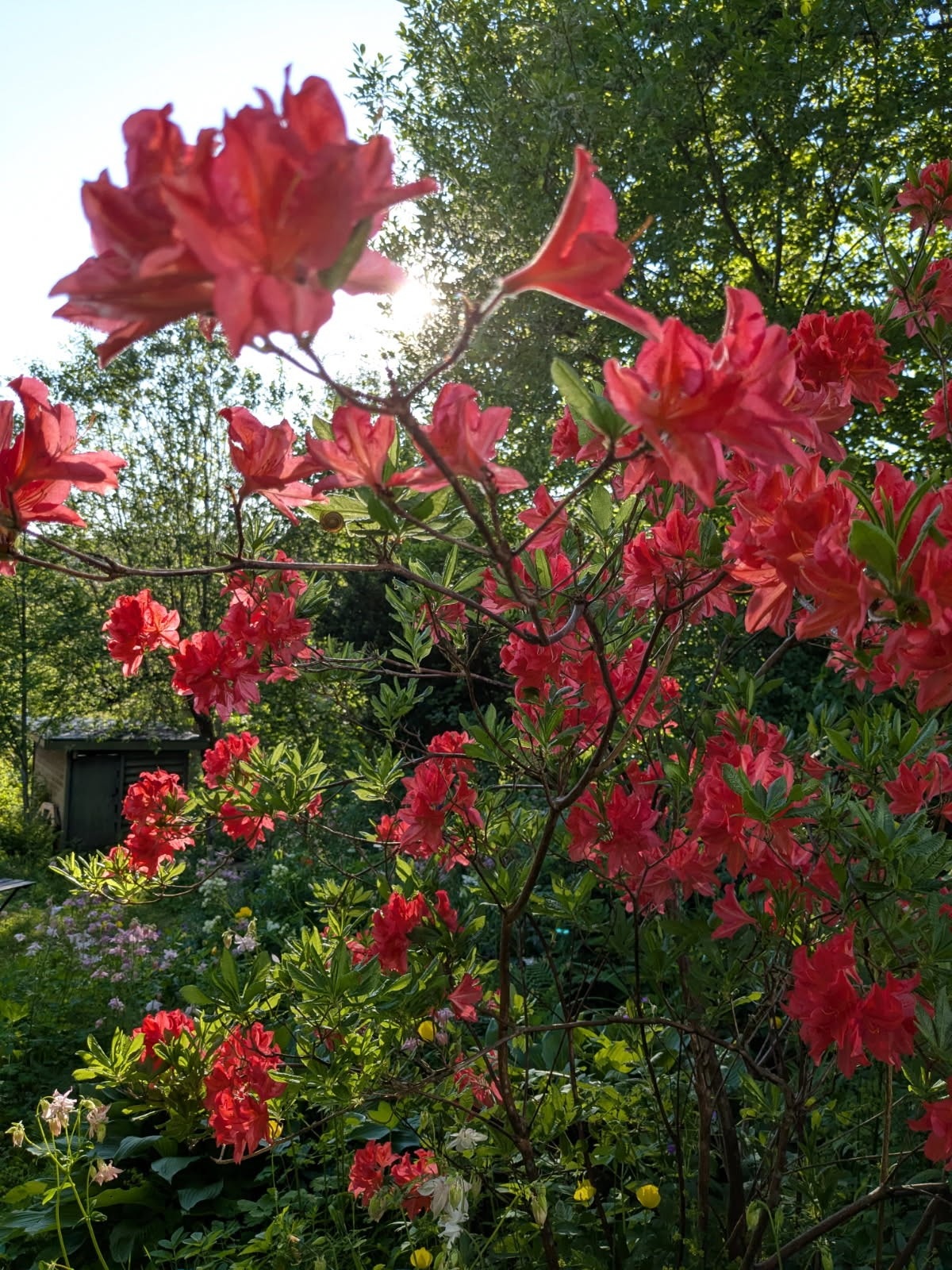 Selgers egne bilder en fin sommerdag. Galleribilde