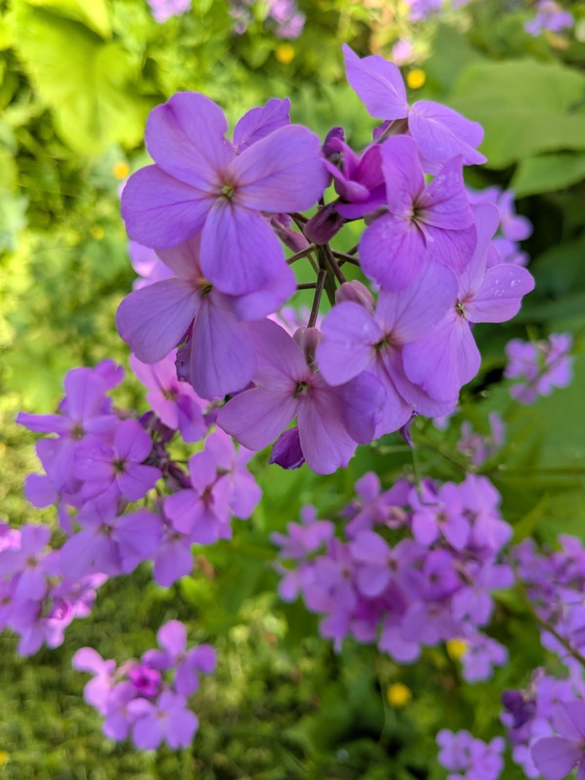 Selgers egne bilder en fin sommerdag. Galleribilde